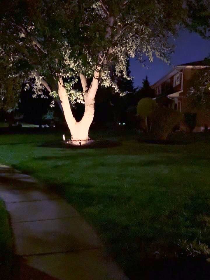 Tree on a front lawn lit from below with a single uplight